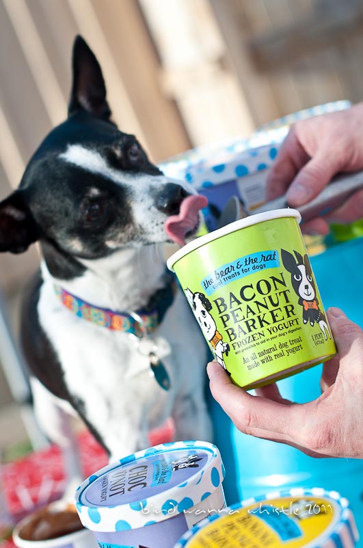 A local couple is expanding their fro-yo dog treat business. Photos courtesy of The Bear & The Rat.