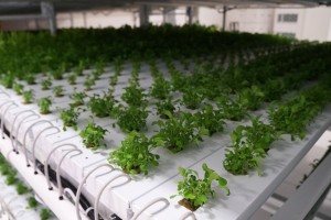 The plants rely on recycled and nutrient-rich water and LED lights to grow.