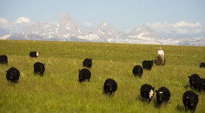 Teton Waters Ranch cows ftd