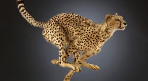 dmns Cheetah